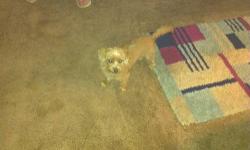 i have a female yorkiepoo very sweet up to date on shots and worming . she loves other dogs and loves kids pretty much house broking needs a little more work on that but does pretty good she is blonde in color and is around 4 pounds she is tiny . good