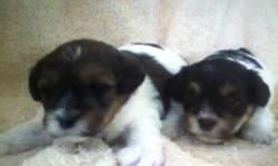 Yorkiepoo pups,gorgeous,Partis,blk/tan...apricot,,female tiny parti...very small .other pups ready also. Toys.../Minis ,, Breeder of 28yrs,.champion lines/pet.all pups are non-shedding,vet ckd,shots and dewormed.We work with the potty training and are