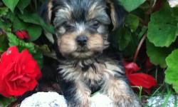 Yorkie puppies ready in August! Tails docked. Parents are SMALL. Puppies will be average 3-6 lbs full grown. Daddy is only 3 lbs!!!
Mama is a blue and gold 5 1/2 lbs.
800 is PET price no papers. For FULL AKC rights it's 1000.
Puppies will be vet checked