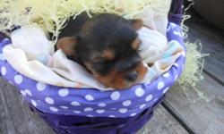 Parents are AKC.
Mommy is small at 5 lbs (blue and gold)
Daddy is TINY at 3 lbs!! (black and tan)
2 boys
Will be vet checked, shots and wormed.
Go home with toys, security blanket, bandana, and lots more!
Health guarantee
Raised in a loving home with NO