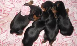 Parents are AKC.
Mommy is small at 5 lbs (blue and gold)
Daddy is TINY at 3 lbs!! (black and tan)
3 boys
Will be vet checked, shots and wormed.
Go home with toys, security blanket, bandana, and lots more!
Health guarantee
Raised in a loving home with NO