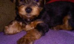 I got a male yorkie pure breed he is doing good on the wee wee pads very friendly and very playful love all animals I paid 2,000 and I'm looking for 1500 or best offer don't hit me up with bs will send pics of him don't waste my time or urs no lowballers