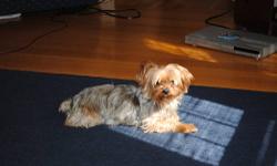 This adorable Yorkie was rescued by us in Puerto Rico. We brought him to the states with the hopes to find him a new home. He is extremely friendly loving kind and gentle. He is very good with all types of people, but takes a bit to warm up to men. Is a