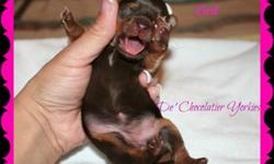 I have 1 girl chocolate biro carrier Yorkshire Terrier female charting 5 Lbs. 1oz as an adult and 2 males chocolate biro carrier Yorkshire Terrier charting 4 1/2 Lbs. as an adult. Mom weighs 4.9 Lbs and Dad weighs 4.5 Lbs.
Puppies will be IBC registered,