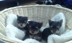 11 wk male Yorkshire Terrier puppy
Beautiful markings & silky coat
2nd set of shots & dewormed
Tail docked vet checked
Create trained
Both parents have long silky coats
Both parents are our pets/family and have great temperament and get along with other