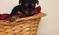 I HAVE TWO BEAUTIFUL YORKIES AVAILABLE 1 FEMALE AND 1 MALE
EMAIL ME OR CALL ME TO SCHEDULE AN APPOINTMENT TO SEE THEM