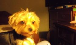YORKSHIRE TERRIER FEMALE ADULT COMES WITH HER PEDIGREE PAPERS AND FULL SHOT RECORD.- SHE IS A -
LOVING AND ADORABLE YORKIE. PLEASE CALL 845-541-6695
OR 845-563-0357