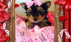 Precious Yorkshire Terrier Female...
AKC registered mom is a 5 pound parti Yorkshire terrier and Dad is a 4 pound traditional yorkie..
She will be up to date on vaccines before leaving and come with a health certificate..
She will be ready Valentines Day