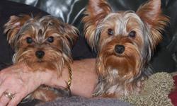 Two Male Puppies Available.
6 months old
Parents are AKC Puppies not Registered
Call for more Information
#431