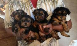 Yorkshire Terrier Puppies, will be VERY TINY as adults. From American & Imported champion bloodlines, started on paper training.
We have three colors of Yorkies available;
~Black & Tan
~Parti Colored (White with black & tan spots)
~Gold
Each puppy we sell