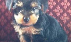 Two standard female 8 week old Yorkshire Terrier puppies ready for their new home. They have had their first shots, have been wormed and parents are on premises. They are home raised and very loving, sweet puppies. They are the last two of the litter of
