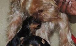Beautiful Yorkshire terrier puppies for sale they was born 9/5/13 they are not ready to go yet you can come and check them out there tails are docked I have both parents on site also comes With papers the father and mother are 5 pounds there are 2 boys