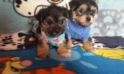 1 female & 1 male Ready 12-5-14
Tail docked
1 shots
Dewormed
Puppy pad trained
Mom is 6 pounds
Dad is 7 pounds
Both on premises
Super adorable little teddy bears