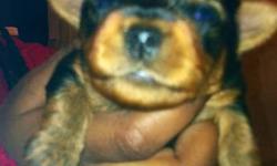 I have some beautiful Yorkshire terrier puppy for sale they are cute as a button. They are 3 weeks old so they are not ready yet but you can come in check them out. I have both parents. They are toy so they will be 4 to 5 pounds. You can call or text me