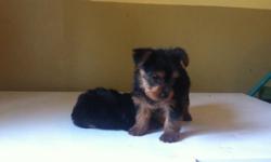 I have one female Yorkshire Terrier Puppy for sale she is the cutest thing she will be 4 to 5 pounds she had her 1st shots and dewormed call or text 3473329153