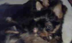 yorkishire terrier puppy 8 wks full breed males 500 tiny parents AKC four 3 pound shots wormed verycute tails docked and dewclaws removed each.best to reach me by phone 585 7987980 571 4990467 call me anytime