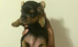 I have one female Yorkie puppy to sell she come from a great bloodline . July 20,2014 at 3:22 am she was born she well be 8 week to go on Sept 14,2014 she come with tail docked and dewclaws and first set of shots and her AKC registration certificate and