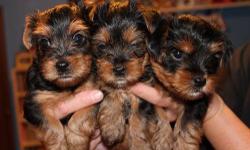 Male Yorkie puppy for sale out of litter of four, he in perfect health. his color is black and gold. first come first serve. if you're interested call margarita or Alex when you see this puppy you will fall in love picture will be sent by phone if you