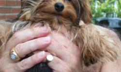 YORKSHIRE TERRIER MALE PUPPY 24 WEEKS OLD COMES WITH THE FULL 3 SETS OF PUPPY SHOTS AND PEDIGREE PAPERS. PAPER TRAINED AND REFERENCES PROVIDED. MANY REPEAT CUSTOMERS...RAISING YORKIES FOR 19 YEARS. 845-591-0885 650.00