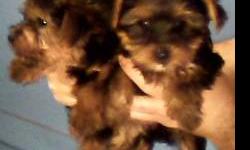 Just in time for Christmas, I have 6 Yorkshire Terrier female pups available for a wonderful family gift that will keep bringing joy for years to come.
Pick your favorite, make a small deposit and I will hold your puppy until that special day.
Call 585