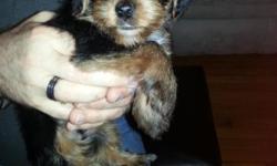 YORKSHIRE TERRIER MALE PUPPY IN TOY SIZE CARRIES FOR PARTI COLOR. HE IS 8 WEEKS OLD AND COMES WITH HIS FIRST SET OF PUPPY SHOTS, PEDIGREE PAPERS, PUPPY KITS, FOOD DISHES, DRY AND WET FOOD, TOYS, BABY BLANKET. YOU CAN BRING HIM BACK TO ME FOR HIS SECOND