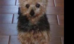 Yorkshire Terrier Yorkie - Danny D - Small - Senior - Male - Dog
I'm Danny D, a tiny 10 lb Yorkie who is blind. I am about 14 years old so am just looking for somewhere to lay my head. I get scared when other dogs bump into me, but only because I can't