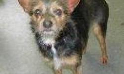 Yorkshire Terrier Yorkie - Dutchess-foster - Small - Young
Duchess is also a lap dog - does get along with other dogs - but when another dog approaches when she's in your lap - she will growl - loves to watch the squirrels and birds in the back yard - she