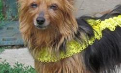 Yorkshire Terrier Yorkie - Isabella - Small - Senior - Female
My name is Isabella, I am 10 years old and LOVE people. I am still working on the potty training thing, I will go outside, but need someone who will continue to work with me. I would like to be