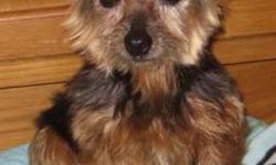 Yorkshire Terrier Yorkie - Josie - Small - Adult - Female - Dog
Josie is a small 8 year old Yorkie who has a best friend Susie! She would love to be in a home with Susie. Josie does use potty pads in the house and sleeps all night in the big bed. Josie