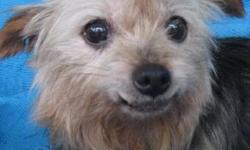 Yorkshire Terrier Yorkie - Jude - Small - Senior - Female - Dog
Jude was born about November 12, 2003 and weighs about 10 lbs. She is adorable and has soft, wonderful, hair!!!! She has been released from breeding duties at a puppy mill in central New York
