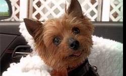 Yorkshire Terrier Yorkie - Mr. Tiddlywinks - Small - Adult
Mr. Tiddly Winks is just as wonderful as he looks!! He is sweet and becoming more playful and he really does smile. All I have to do is look at him and smile and he smiles back... or say "Are you