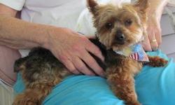 Yorkshire Terrier Yorkie - O'rourke - Small - Adult - Male - Dog
O'Rourke is a wonderful little fellow. He is almost 8 years young and weighs just over 5 pounds. He is perfectly proportioned and is a doll of a dog. He is healthy, up to date on boosters