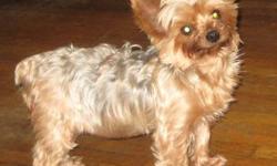 Yorkshire Terrier Yorkie - Olivia - Small - Adult - Female - Dog
This is little Olivia who is about 8 years old. She was recently rescued from a commercial breeding facility and would love to have a home of her own. She only has 1 tooth left due to bad