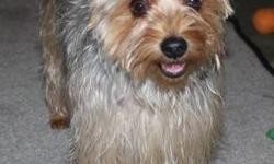 Yorkshire Terrier Yorkie - Penny - Small - Young - Female - Dog
Penny is a young yorkie who is got that yorkie spirit! She is a smart girl, sits on command, comes when called, is house and crate trained. She LOVES her person! She can be person possessive