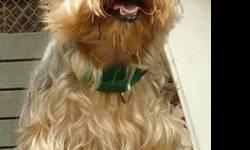 Yorkshire Terrier Yorkie - Sadie Belle - Small - Adult - Female
Meet Sadie Belle, a 6 year old Yorkie! Sadie Belle is a sweet, playful girl who is good with other dogs and kids. This dog will only be available to be seen by pre-approved applicants by