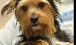 Yorkshire Terrier Yorkie - Sir - Medium - Adult - Male - Dog
"Sir" is such a pompous name for such an adorable little dog, but our tiny friend arrived at Last Hope on Long Island from an overcrowded Kentucky shelter "wearing" this name. Happy and so