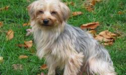 Yorkshire Terrier Yorkie - Sissy - Small - Young - Female - Dog
This is Sissy, another recent release from a commercial breeding facility. She is a bit shy since she was just released, but not bad and really just needs a patient owner who will allow her