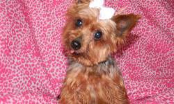 Yorkshire Terrier Yorkie - Susie - Small - Adult - Female - Dog
Susie is an 8 year old Yorkie who is the best of friends with Josie. They really need to be adopted together. Josie takes care of Susie. Actually, they rely on each other. They are always