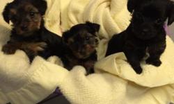 Yorky poo puppies. 1st shots 1st worming tiny. Ready to go first week of April. Deposit will hold. . 585 7468674