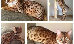 We have made the very difficult decision to stop breeding our beautiful Bengals, and will be making 3-4 available as pampered pets. All of these amazing cats are quite young (1 - 2 years old) and have personality for days! These are not your average house