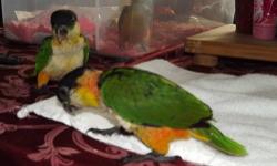 Beautiful Black Headed Caique, DNA female, "Moe". Hatched May 2012. Was hand fed, very friendly, loves fruits, veggies, etc.. On a pelleted diet. Very playful and sweet. Perfect feather and health.