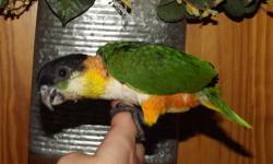 Beautiful Black Headed Caique, DNA male, "Frankie". Hatched May 2012. Was hand fed, friendly but sometimes will get a bit sassy:), loves fruits, veggies, etc.. On a pelleted diet. Very playful, a real acrobat and entertainer. Perfect feather and health.