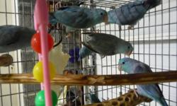 I have 3 young blue parrotlet's $100 each. 2 females 1 male. Please email me with your number if interested thanks.