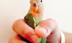 looking for young female lovebird reasonably priced.