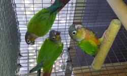 I have 3 young green check conures for sale. Two are heavy yellow sided and the other normal they are in best of conditions. $200 each plz contact on 3479939587