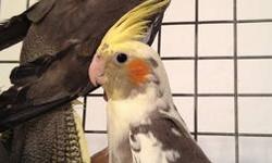 I have quite few young cockatiels DNA'd FEMALE. The were hand fed since 10 days old. Tame and sweet. Some are split to pearl and pied. Price includes the DNA test fee, Hatch Certificate and free delivery within 50 miles. No shipping.
For DNA AVIAN BIRD