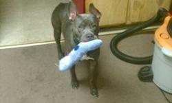 1 year old bluenose male. Beautiful, loves kids and people. Gets along with other dogs. Loves to go on walks.
Comes with toys, leash, harness, and Dog food container.
I just don't have time for him.
Rehome fee: $20
I am located in Syracuse and you must