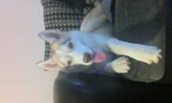 White and tan 8 month old male Siberian husky with gold eyes.
His name is Simba.
He is house trained and very friendly
He hasn't been neutered either.
Contact me at any time at [email removed]