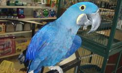 We have baby Macaw Hyacinths and also young hyacinths Pairs. All of our babies are hand fed, friendly, loving and gentle. Our Macaws are hand raised by our family from day one. we take very good care of our chicks. All of our parrots are healthy, happy,