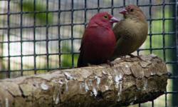 i have a pair of Red-billed Fire finch for trade for gouldian finch please call me